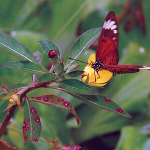 Acraea-encoda-900x900