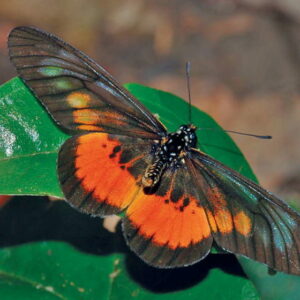 Acraea_09-560x560