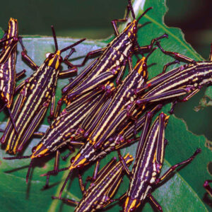 Acridiens_01-900x900