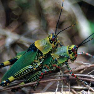 Acridiens_04-560x560