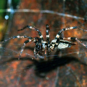 Agelaena_81-1-900x900