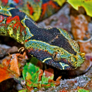 Bitis-nasicornis-1-560x560