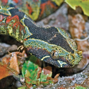 Bitis-nasicornis-560x560