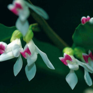 Carpolobia_01-560x560