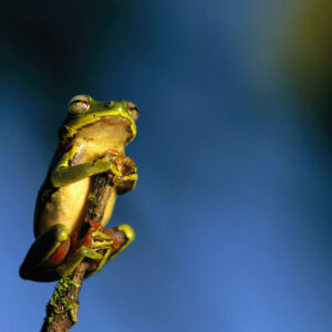 Nick-Nichols-BKLASTPLACE_123-900x900