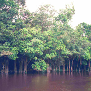 P_Scan3052-Lower-Sing-900x900