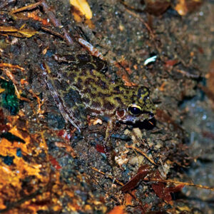 Petropedetes_01-900x900