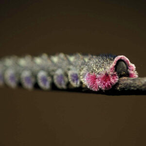 chenille-du-gabon-900x900