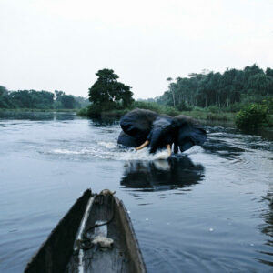 elephant-dans-une-rivire-au-gabon-900x900
