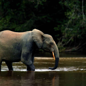 elphant-du-gabon