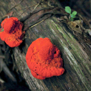 flore-du-gabon-900x900