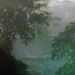 foret-du-gabon-900x900