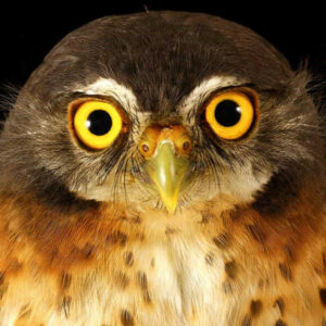 hibou-gamba-gabon-560x560