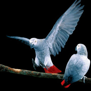 ivd-car-Parrots-900x900