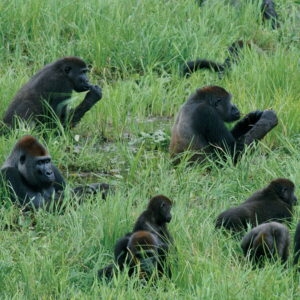 ivd-nn-NGM200010_FINAL-1-900x900