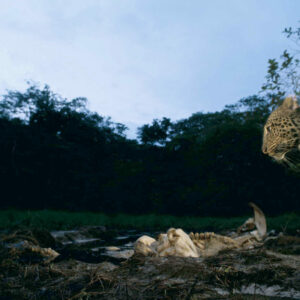 lopard-du-gabon-900x900