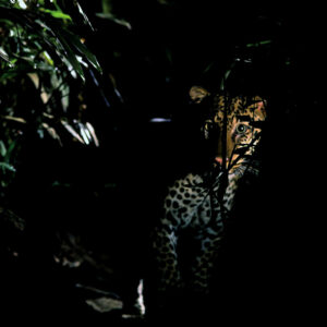 lpe-nn-night-leopard-Yg-leopard-portrait-900x900