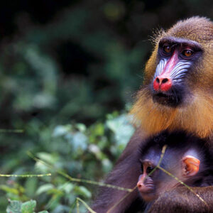 mandrill-du-gabon-900x900