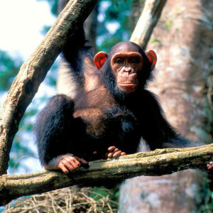 mkb-rr-Chimp-Lekedi006-900x900