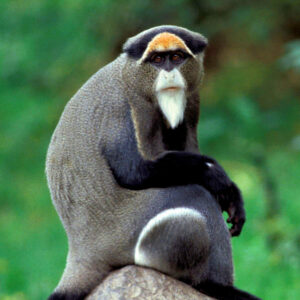 mkb-wcs-DeBrazza-sitting-on-rockV-900x900