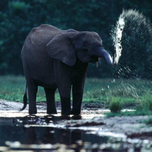 mwg-nn-ele-MM6664_0091-900x900