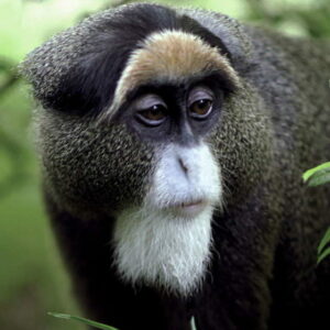 mwg-wcs-debrazza_0719-560x560