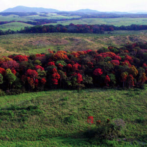 paysage-du-gabon-900x900
