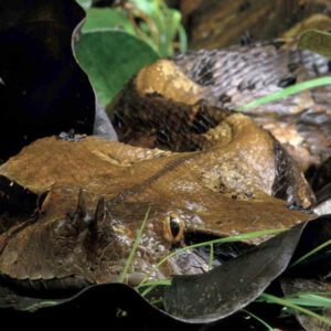 serpent-du-gabon-560x560