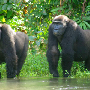 singes-gabon-900x900