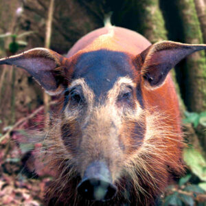 wak-rr-abc-red-river-hog.-900x900